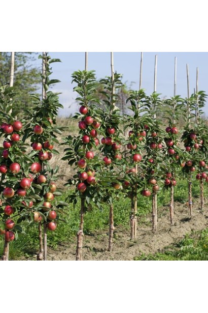 Яблуня колоновидна Вікторія в ландшафті